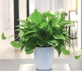 绿萝--桌面绿植