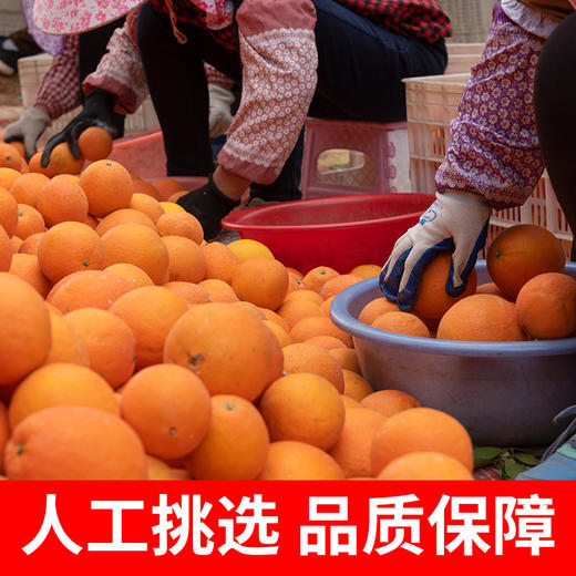正宗江西赣南寻乌脐橙 橙香浓郁 酸甜爆汁 商品图4