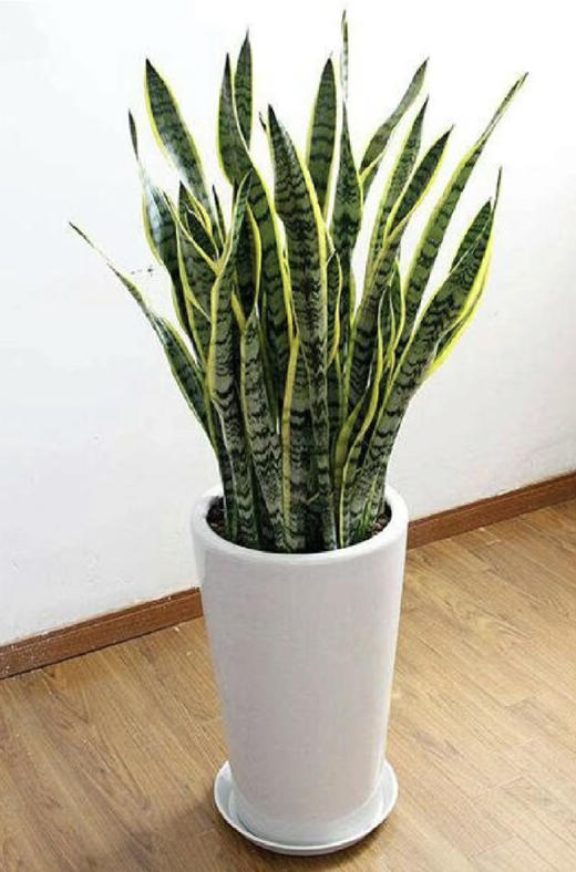 1米虎皮兰--绿植盆栽 商品图0