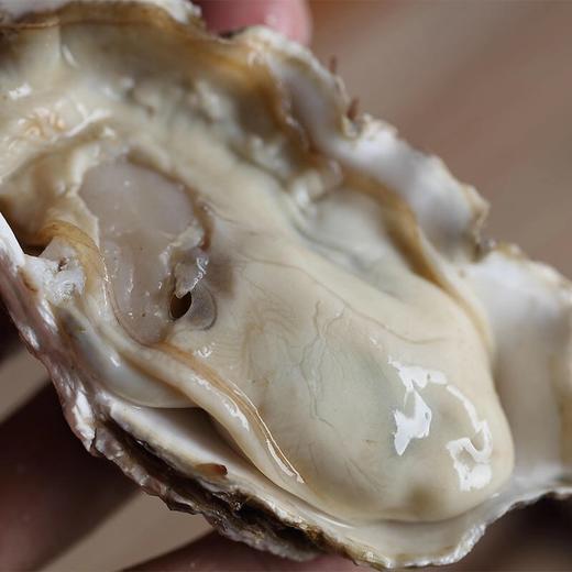 乳山生蚝，肥美鲜甜，新鲜直发 商品图3