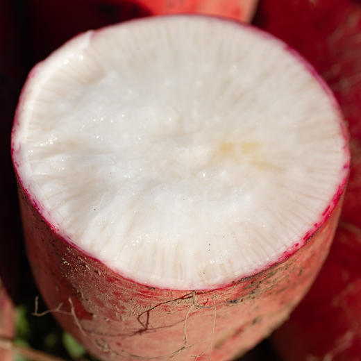 鸿泉萝卜 商品图1