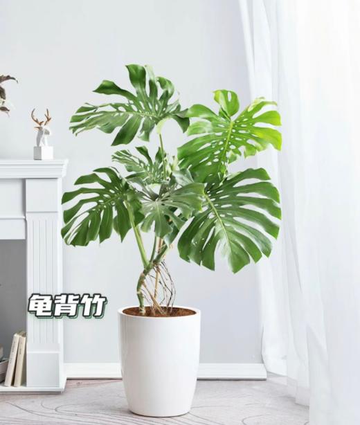 1.2米龟背竹 商品图0