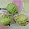 有机胭脂红番石榴 | 绿家自产 * Carmine guava | Self-production 商品缩略图4