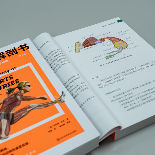 运动损伤解剖书（第2版）  从头到脚囊括14大部位，标靶式解决120种运动伤害 商品图3
