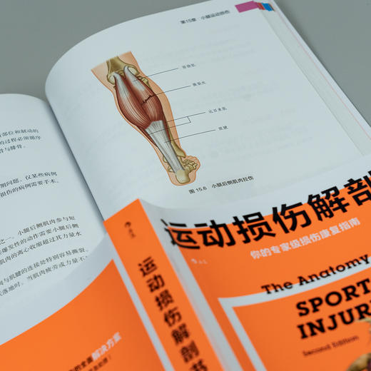 运动损伤解剖书（第2版）  从头到脚囊括14大部位，标靶式解决120种运动伤害 商品图6
