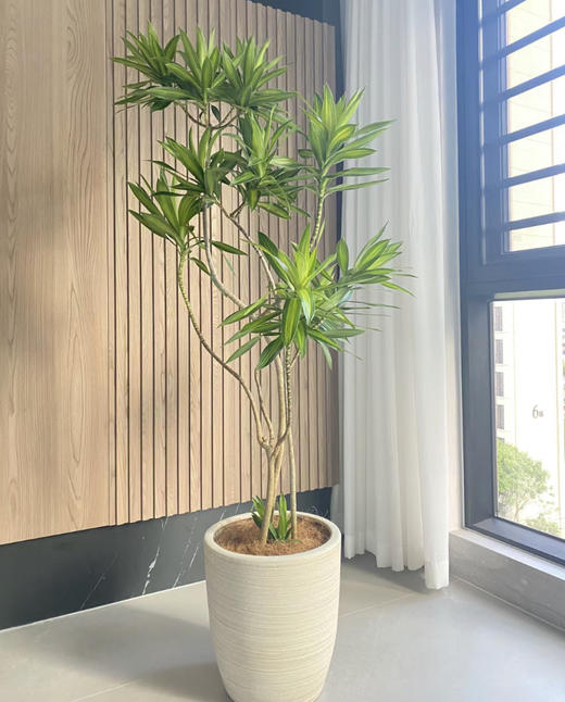 1.65米百合竹 商品图0