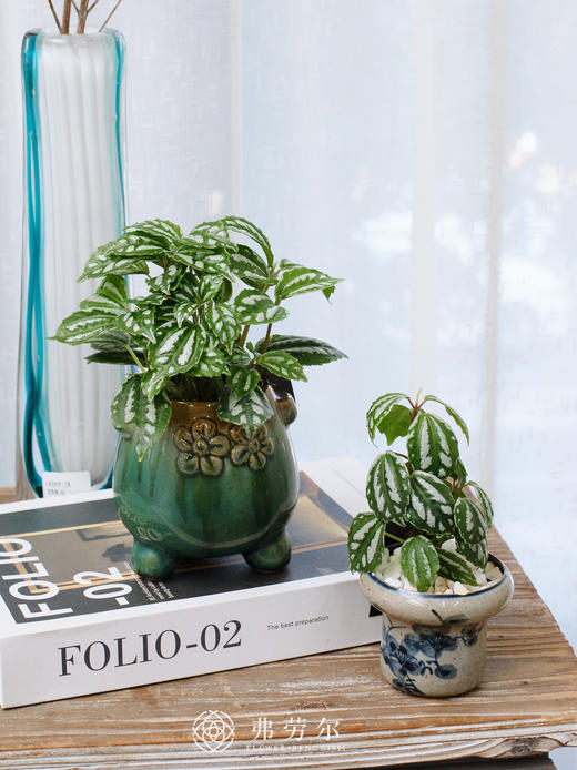 JT水晶网纹草 商品图0