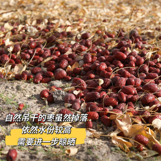贝壳 新疆若羌  甜心福枣 树上自然吊干的红 商品图2