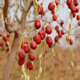 “灰头土脸”的【新疆特级若羌灰枣】个头大！皮薄！肉厚！核小！枣香味超浓！自然成熟的果肉紧实香甜，细腻留香，传统挂枝晾晒，树上自然成熟挂干，不经过任何添加