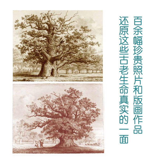 英伦寻树记 商品图4