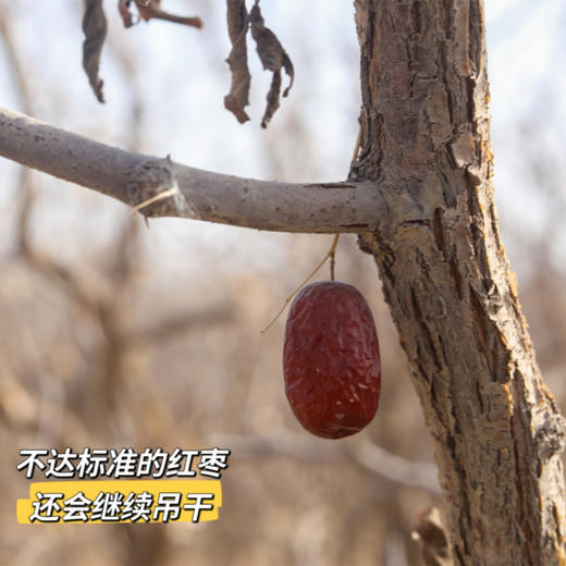 贝壳 新疆若羌  甜心福枣 树上自然吊干的红 商品图3