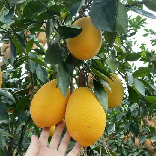 【木瓜蜜丁橙】酸甜爽口 细腻多汁 形状似木瓜 果肉是柳丁 集柳橙的甘甜和菠萝的清香为一体 2种规格任选 商品图0