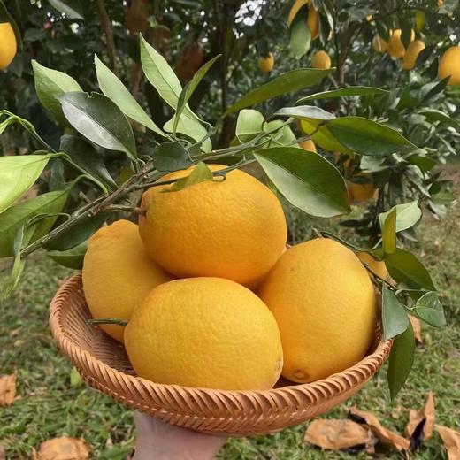 【木瓜蜜丁橙】酸甜爽口 细腻多汁 形状似木瓜 果肉是柳丁 集柳橙的甘甜和菠萝的清香为一体 2种规格任选 商品图1