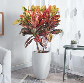 1米千年木--绿植盆栽