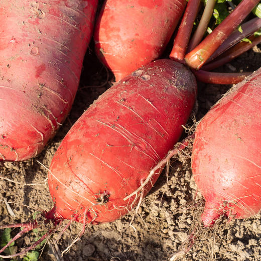 鸿泉萝卜 商品图0