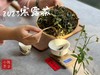 【产量史上zui低】2023年最后一场秋白茶，2023寒露茶吐露幽兰之香，清冷芬芳！ 商品缩略图3