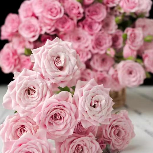 多头玫瑰 诺拉 10支/扎  紫色玫瑰 云南基地发货 （价格已包含包装费用） 运费以实际为准，多退少补。 商品图1