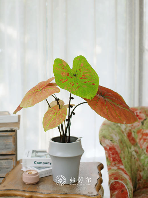 JT彩叶芋 商品图0