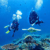 马来西亚仙本那诗巴丹潜水一日游 商品缩略图3