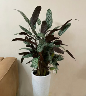 孔雀竹芋--绿植盆栽