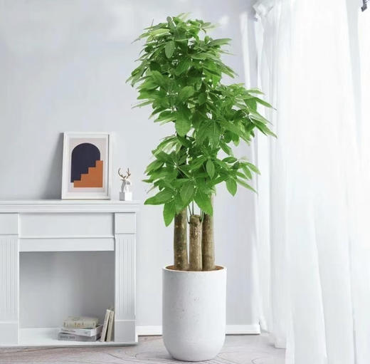 1.65米三杆发财树 商品图0
