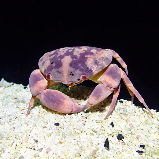 隆背瓢蟹 商品图2