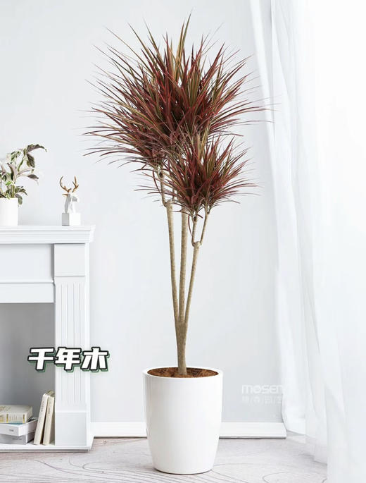 1.6米千年木 商品图0