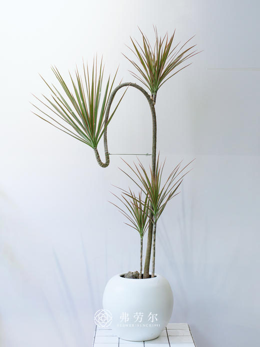 JT白盆造型千年木 商品图0