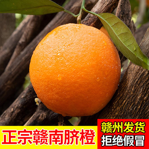正宗江西赣南寻乌脐橙 橙香浓郁 酸甜爆汁 商品图0