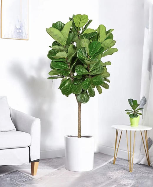 1.6米琴叶榕 商品图0