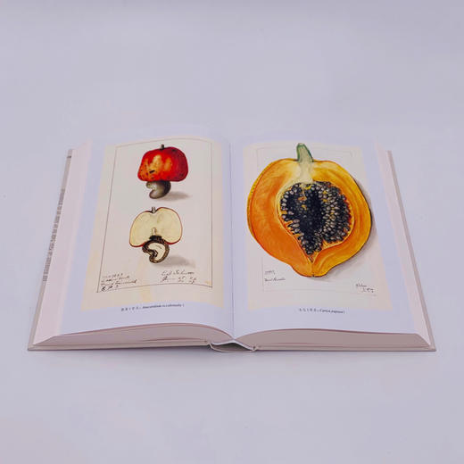 食物探险者 商品图4