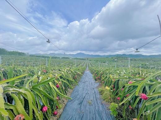 吃海芒芒 | 海南三亚  红心火龙果 商品图1