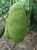 超大菠萝蜜 一口气吃到爽😋【海南果园现发海南黄肉菠萝蜜大果21-24斤】一整个新鲜菠萝蜜热带黄肉果肉特产 坏果包赔✈️ 顺丰/京东随机发货 商品缩略图1