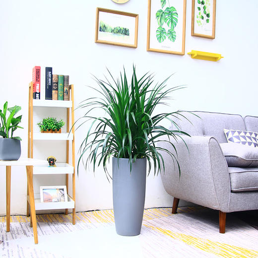 龙须树（高约1米） 商品图3