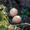 【光阳蛋业 壕鸡蛋】原生态高海拔养殖 好的鲜鸡蛋给宝宝吃 商品缩略图0