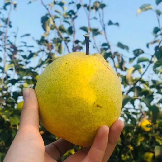 山西蜂蜜酥梨，能吃出蜂蜜味的脆梨，树上的“蜂蜜水” 一口爆汁，纯甜 爆汁 无渣 商品图1