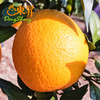 东升农场江西脐橙当季水果新鲜 5斤 包邮 商品缩略图0