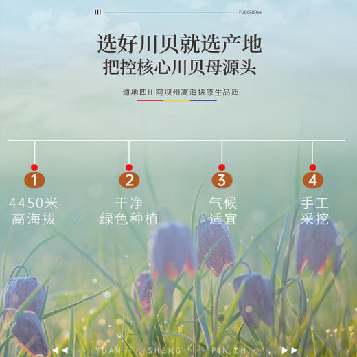 【福东海】四川川贝母20g/罐 精选川贝松贝无熏硫贝母 可搭百合枇杷煲汤--MD 商品图3