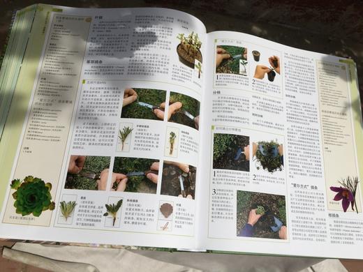 英国皇家园艺学会 DK园艺百科全书(典藏版 全彩) 商品图5