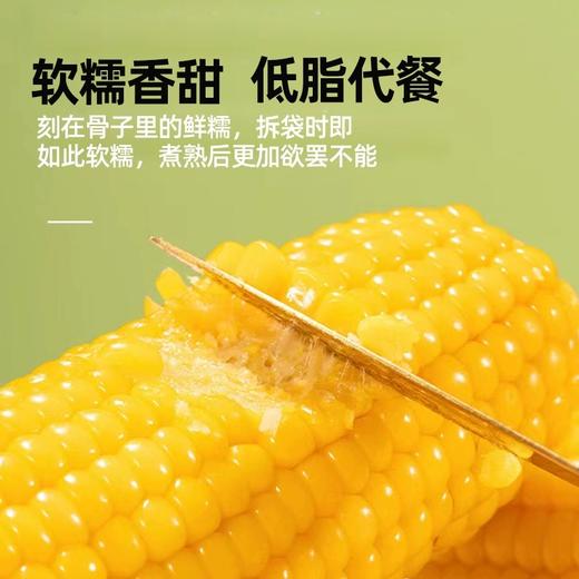 【5星推荐！】美壹甜有机巴彦淖尔即食鲜玉米 新鲜现摘真空包装 颗粒饱满 甜度高 内蒙古黄糯玉米粘玉米 7根重1800g 商品图3