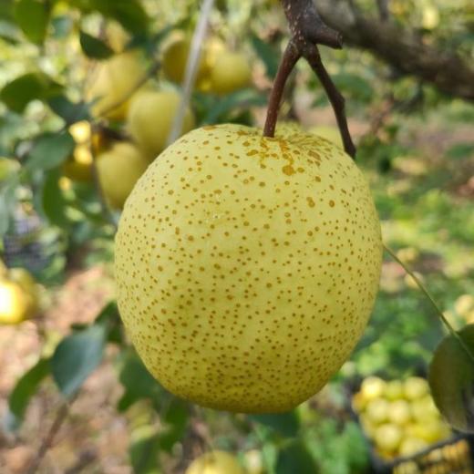 山西蜂蜜酥梨，能吃出蜂蜜味的脆梨，树上的“蜂蜜水” 一口爆汁，纯甜 爆汁 无渣 商品图0