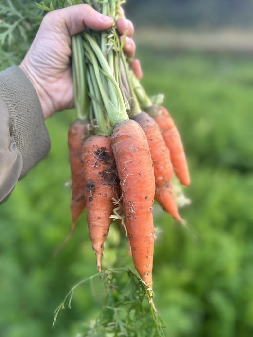 朴愿有机农场 长得丑吃得美的  有机胡萝卜 400g 商品图0
