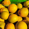 东升农场江西脐橙当季水果新鲜 5斤 包邮 商品缩略图2