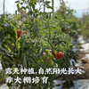 艾格吃饱了云南老品种露天西红柿4斤装番茄粉果蔬菜水果生吃新鲜 商品缩略图1