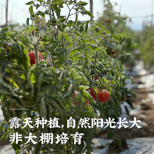 艾格吃饱了云南老品种露天西红柿4斤装番茄粉果蔬菜水果生吃新鲜 商品图1