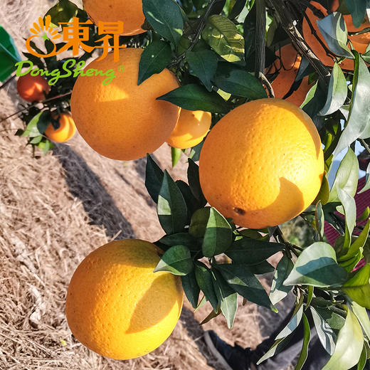 东升农场江西脐橙当季水果新鲜 5斤 包邮 商品图1