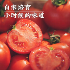 艾格吃饱了云南老品种露天西红柿4斤装番茄粉果蔬菜水果生吃新鲜