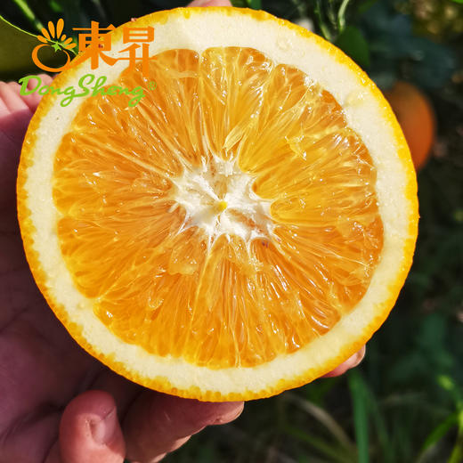 东升农场江西脐橙当季水果新鲜 5斤 包邮 商品图3