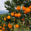 爆汁果冻橙（九月红脐橙）  生态果园 现摘现发 【晴晴果园】 商品缩略图1