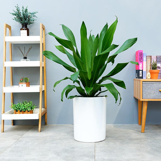 青叶也门铁盆栽室内客厅办公室耐阴好养前台落地四季常青绿化植物 商品图0